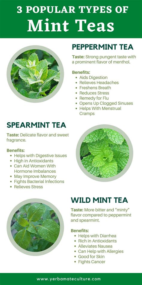 3 Types of Mint Tea - Taste and Health Benefits | Spearmint tea benefits, Spearmint tea, Herbalism