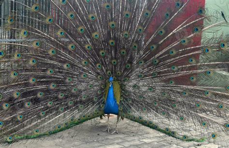 Peacock with Plumage on Complete and Total Display 26235623 Stock Photo at Vecteezy