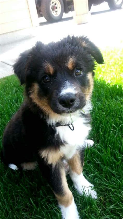 border collie german shepherd mix!! | Collie puppies, Puppies, Border collie puppies