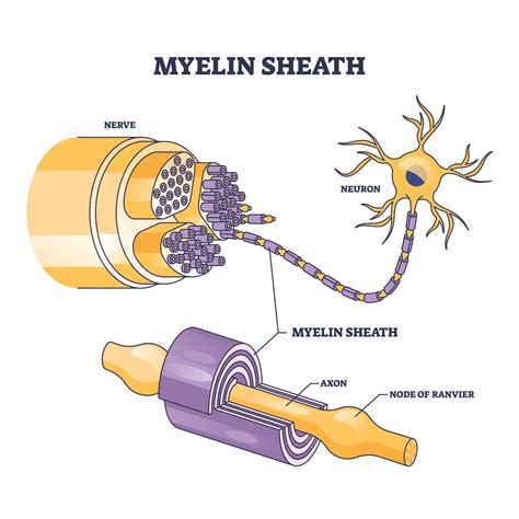 Myelin Sheath