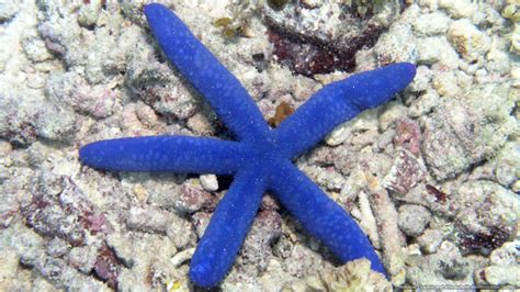 Blue Starfish - Free Sea Wallpaper on Sea and Sky