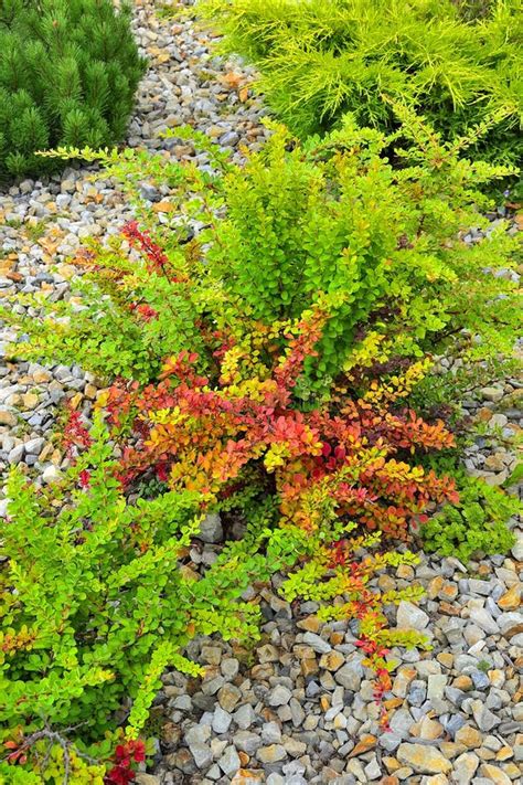 Bright Thunbergs Barberry (Berberis Thunbergii Concorde) Leaves and ...