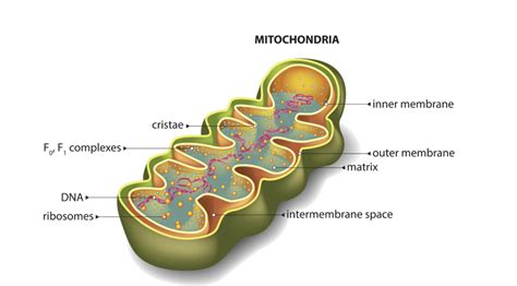 How Mitochondria Function Affects Skin and Promotes Anti Aging - Dr ...