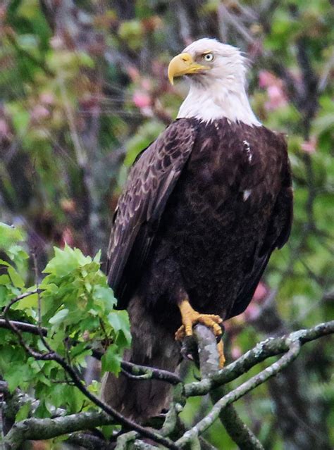 Bald Eagle Perched | FWS.gov