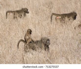 Troop Monkeys Stock Photo 713275537 | Shutterstock