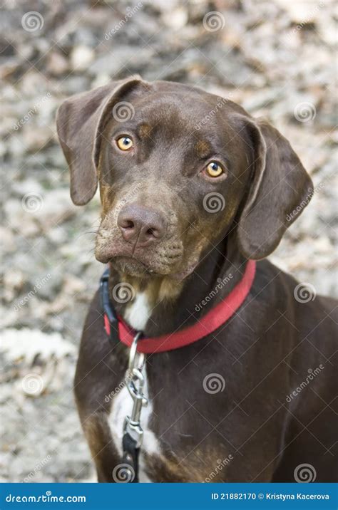 Young Brown catahoula stock photo. Image of domestic - 21882170