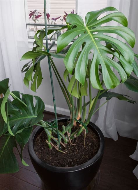 Monstera deliciosa care & how I grew my huge plant indoors! | Monstera ...