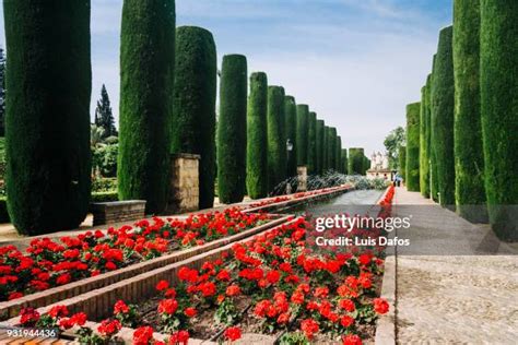 480 Alcazar Gardens Stock Photos, High-Res Pictures, and Images - Getty ...