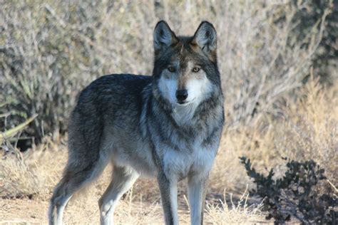 Imado the Mexican Grey Wolf is part of the Species Survival Plan, a ...