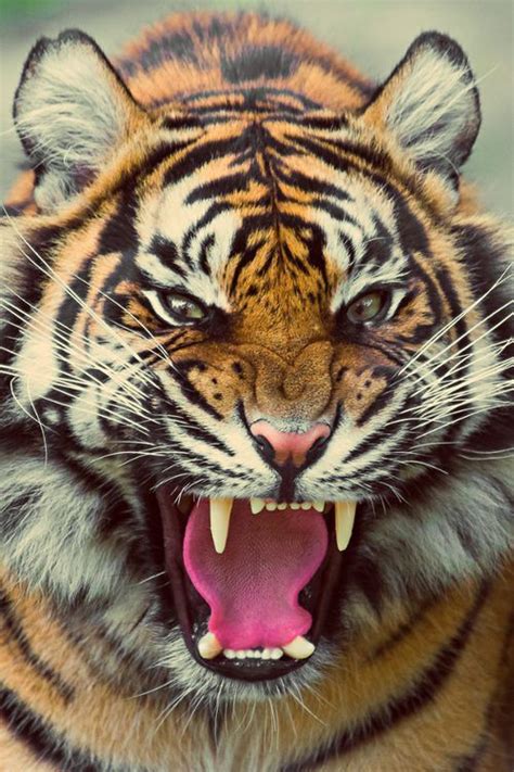 Bengal tiger roaring. | Big cats, Beautiful cats, Pet birds