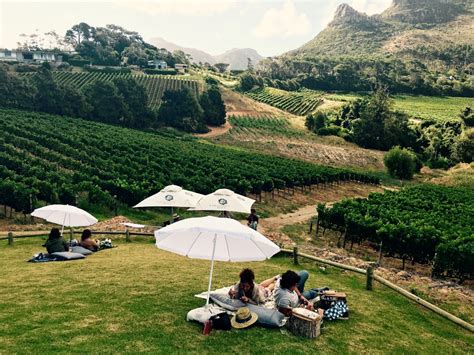 Best Wine Tasting Farms in Cape Town | Your Way To Travel