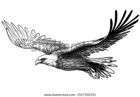 6,048 Bald Eagle Drawing Images, Stock Photos & Vectors | Shutterstock