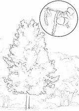 Oak Tree Coloring Page At GetDrawings  Free Download sketch template
