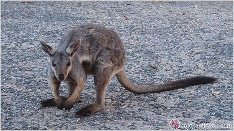 Wild Animals of the Australian Outback » Beyond the Rhetoric