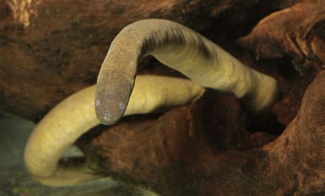 Aquatic caecilian | Smithsonian's National Zoo and Conservation Biology Institute