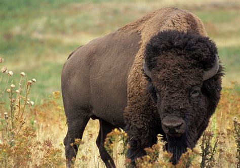 Woman Gored By Yellowstone Bison Is Out Of Hospital