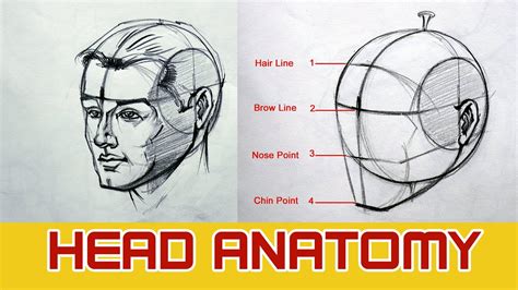 Details more than 71 human face anatomy sketches best - seven.edu.vn