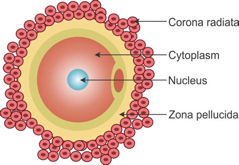 Draw a labelled diagram of human ovum. - 9h7ycgy77