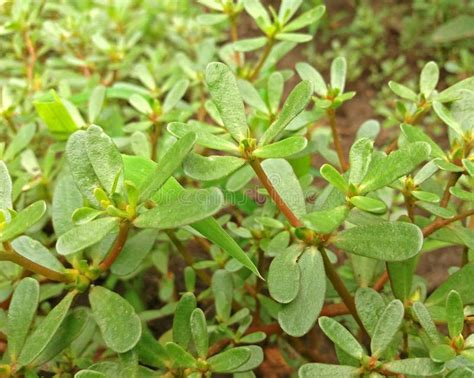 Portulaca Oleracea Plant with Many Benefits Close Up Stock Photo - Image of herb, fresh: 134340336