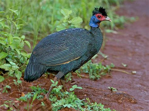 Eastern Crested Guineafowl - eBird