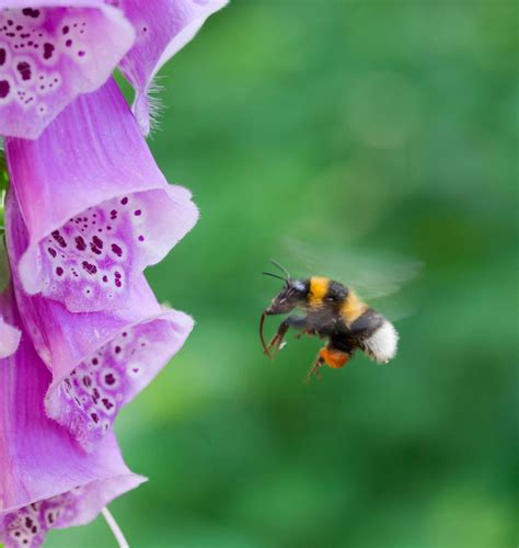 Roter Fingerhut: Heilpflanze mit hohem Zierwert | Pflanzen, Bienenfreundliche pflanzen, Waldpflanzen