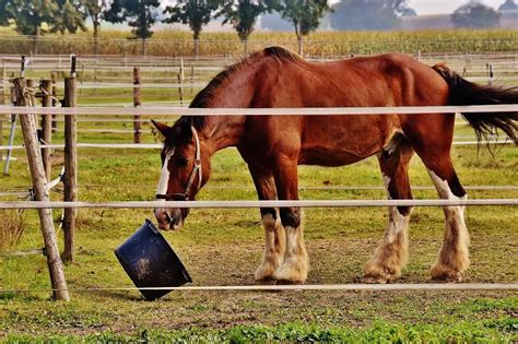 Feeding Rice Bran To Horses [Pros + Cons] - Horses & Foals