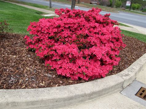 Tips On Growing Azaleas | What Grows There :: Hugh Conlon, Horticulturalist, Garden Advisor, and ...