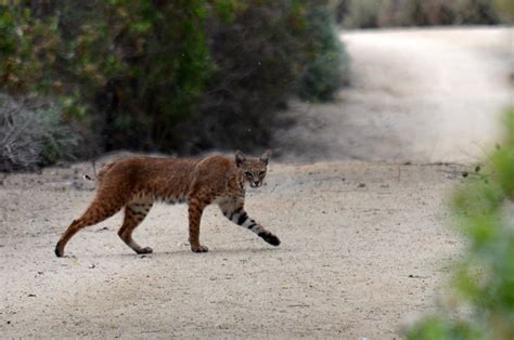 Bobcat at San Joaquin Wildlife Sanctuary, Irvine, CA | Flickr - Photo ...