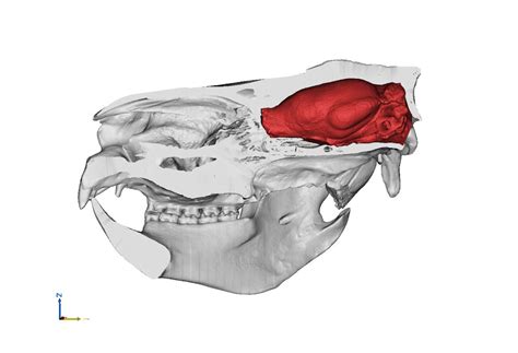 Friday essay: the koala – when it’s smart to be slow