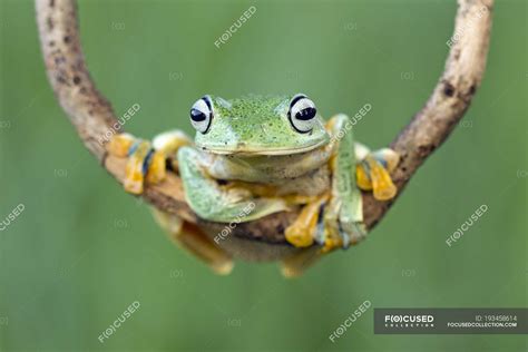 Javan gliding Tree frog sitting on branch, Indonesia — eyes, detail - Stock Photo | #193458614