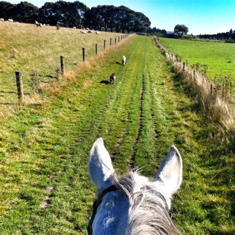 Horse riding on the farm in north Canterbury. The dogs love it too ...