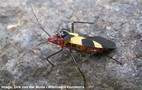 Black and Yellow Bugs (With Pictures) - Identification Guide