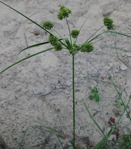 Foraging Texas: Nutsedge