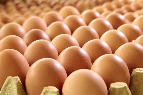 Farming Eggs: Is It A Profitable Business? | Nascence