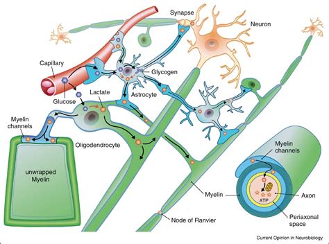 Neurohomeostasis and Axon-Glia Research | Institute of Pharmacology and Toxicology | UZH