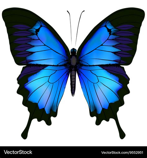 Blue butterfly papilio ulysses Royalty Free Vector Image