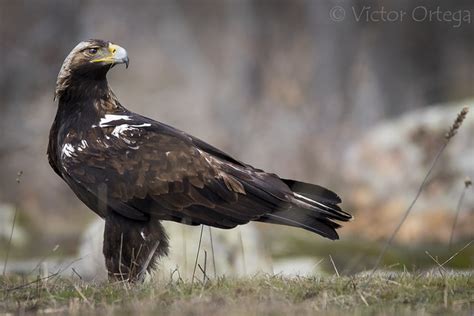 Spanish Imperial Eagle bird photo call and song/ Aquila adalberti