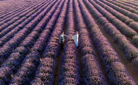 Best Places to See Lavender Fields in France with Free Map (2023 ...