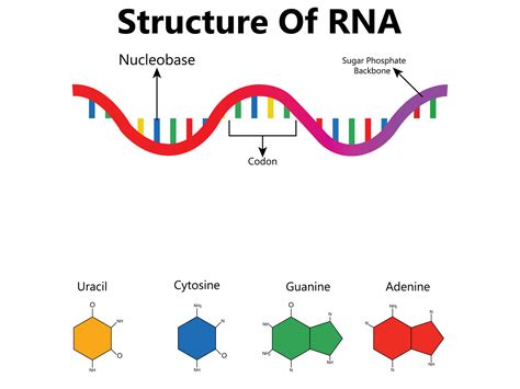 RNA Ribonucleic acid. Structural formula of adenine, cytosine, guanine and uracil. Vector ...