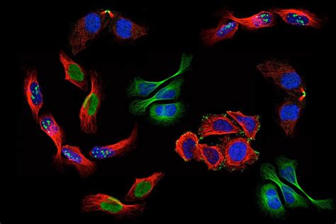 Human Protein Atlas - Single Cell Classification Competition