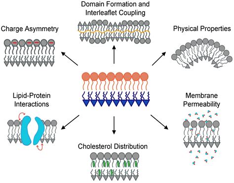 Membranes | Free Full-Text | Building Asymmetric Lipid Bilayers for Molecular Dynamics ...