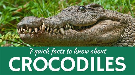 7 Quick Facts about Crocodiles and Physical Characteristics of Alligators - YouTube