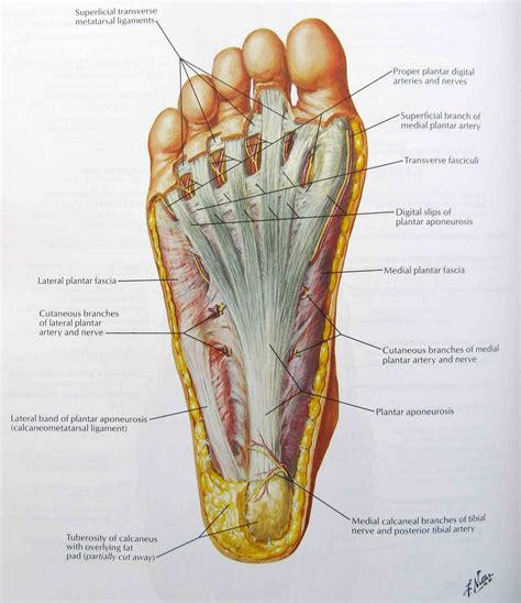 Anatomy The Bones Of The Foot | MedicineBTG.com