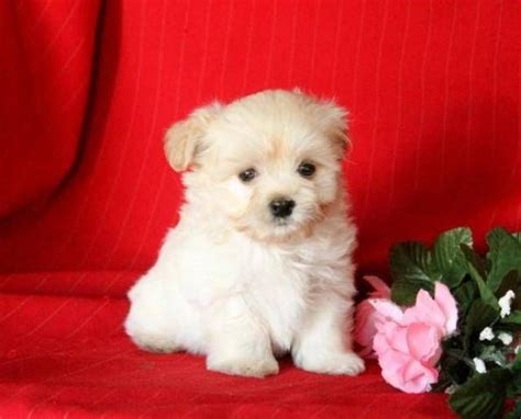 Beautiful Havanese Maltese Mix Puppies 973 559 Southern Silks Maltese Puppies And Havanese ...