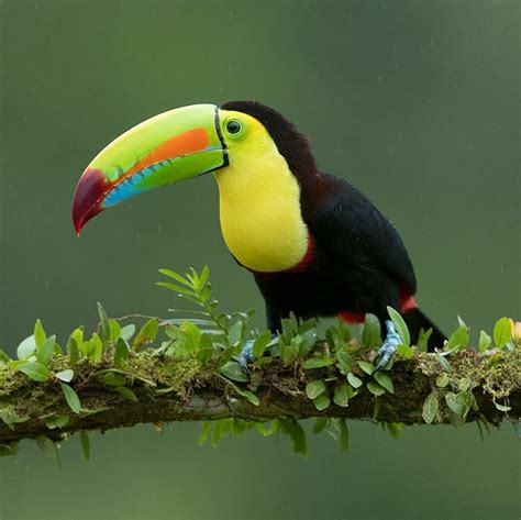 Amazon Rainforest Toucan | RAINFOREST ANIMAL