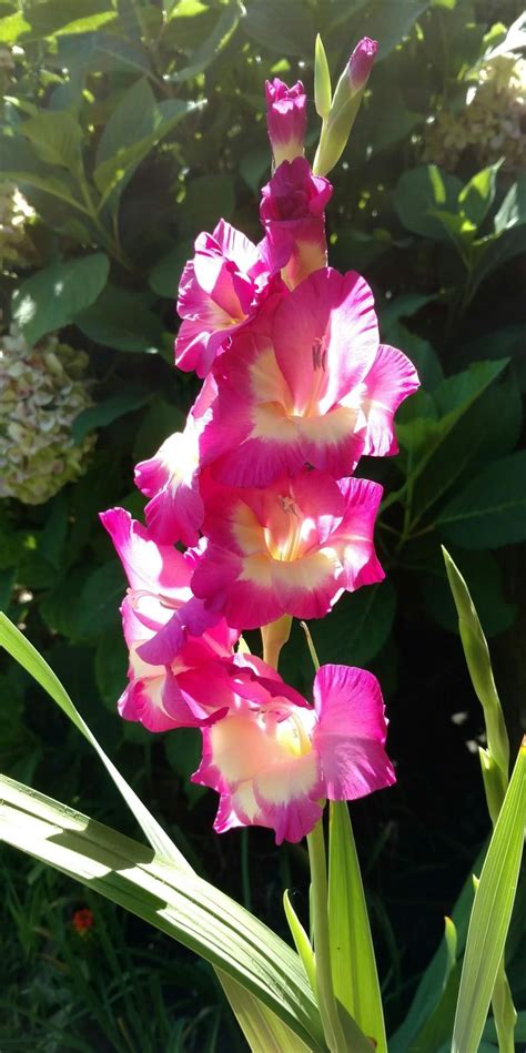 Gladiolus: Plant Care and Collection of Varieties - Garden.org ...