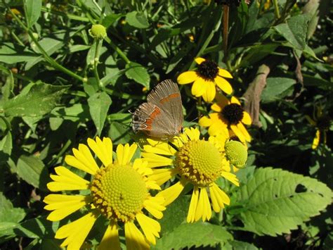 Pollinators: Butterfly Pollination