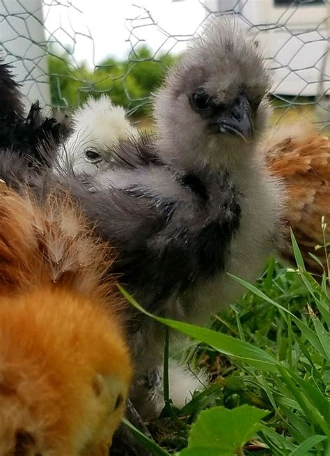 Lavender sizzle silkie 4 weeks old named Sinatra | Silkies, Chickens, Animals