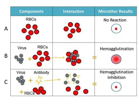 Hemagglutination Inhibition Test (HAI): Principle, procedure, result and interpretations ...