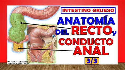 🥇 Anatomía del RECTO y el CONDUCTO ANAL, (Intestino Grueso 3/3) - YouTube